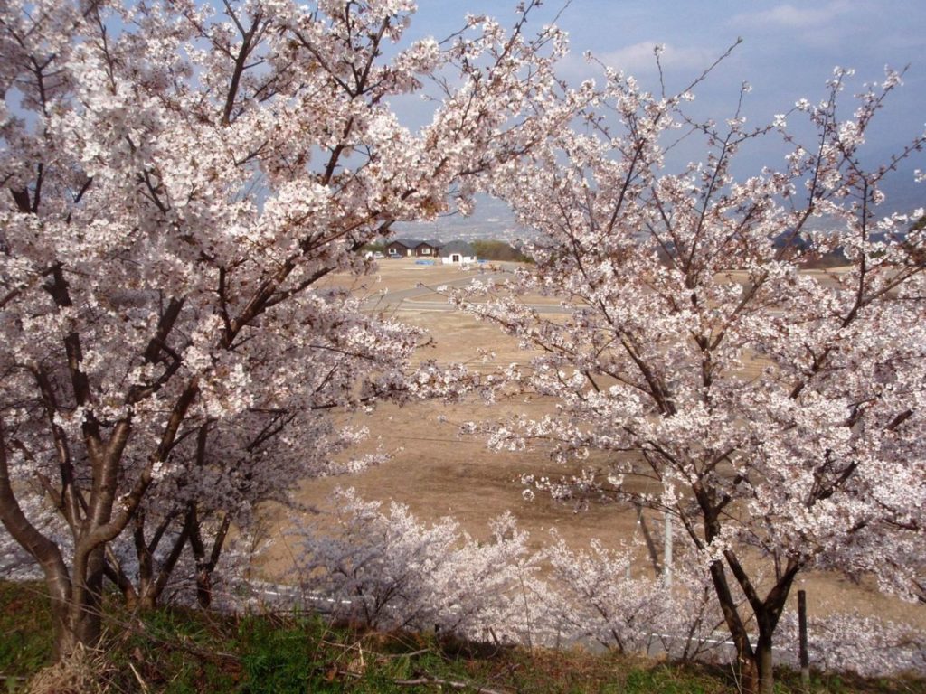 夢の里とべ　桜