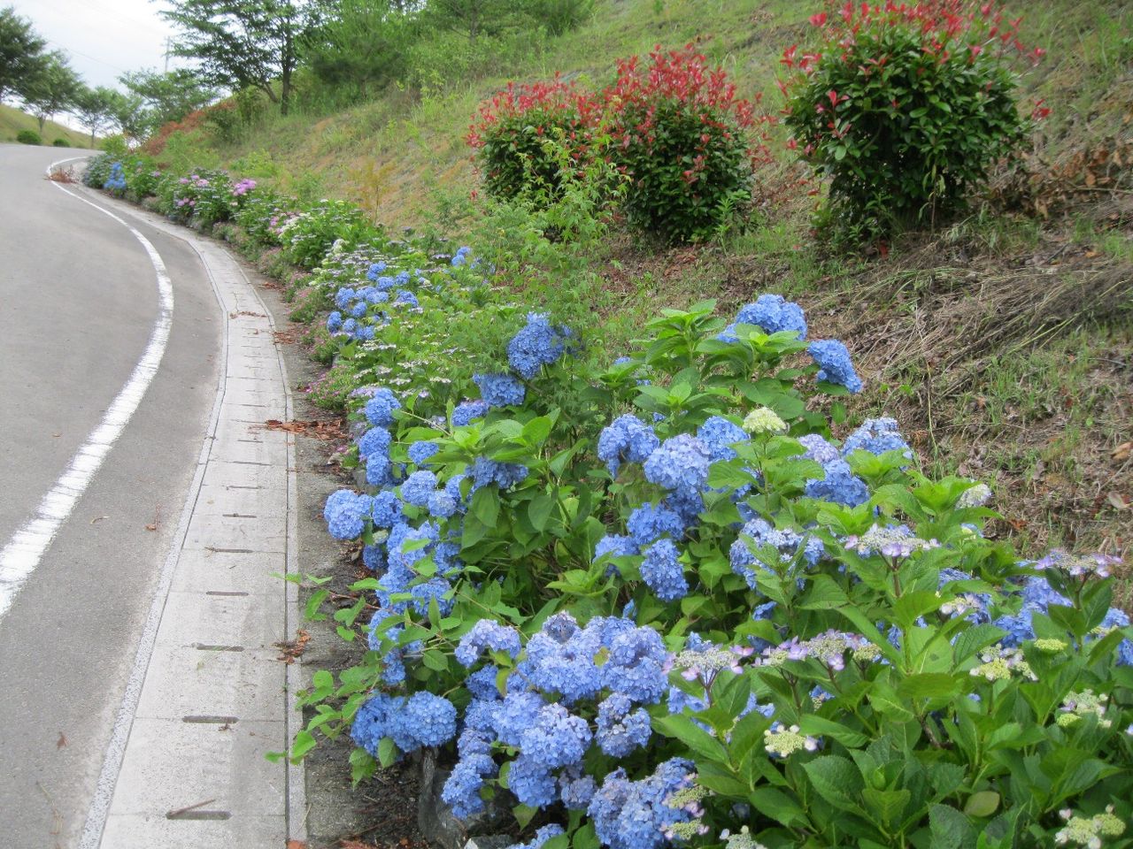 サスティナブル・デザイン ドームハウス日記 partⅡ